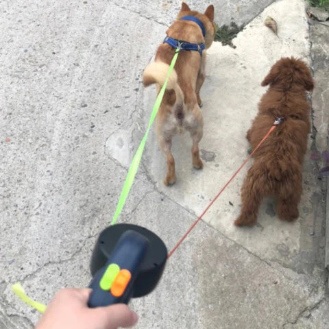 Tangle-Free Dual Dog Leash in Action