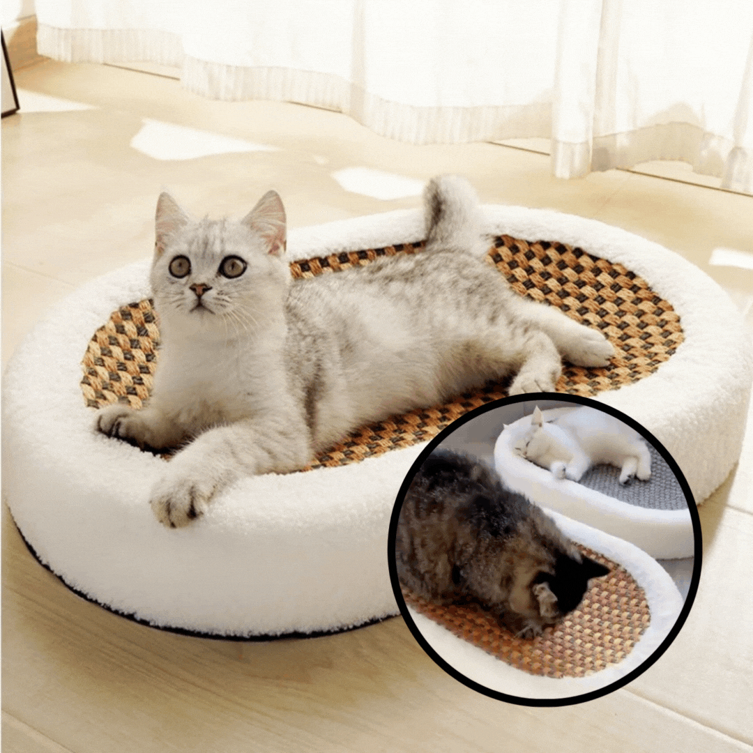 Cat Using Scratch Lounge Bed