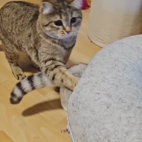 Cat Toy Pod In Use